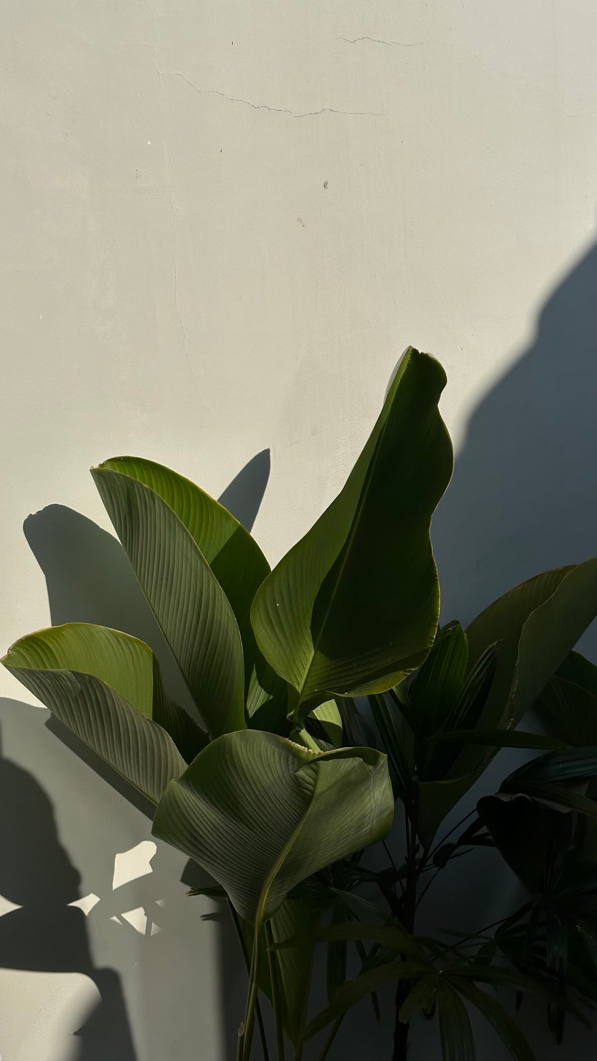 Afternoon light and plant shadows across a wall in the salon